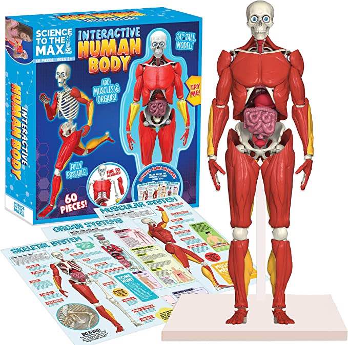Interactive Human Body 