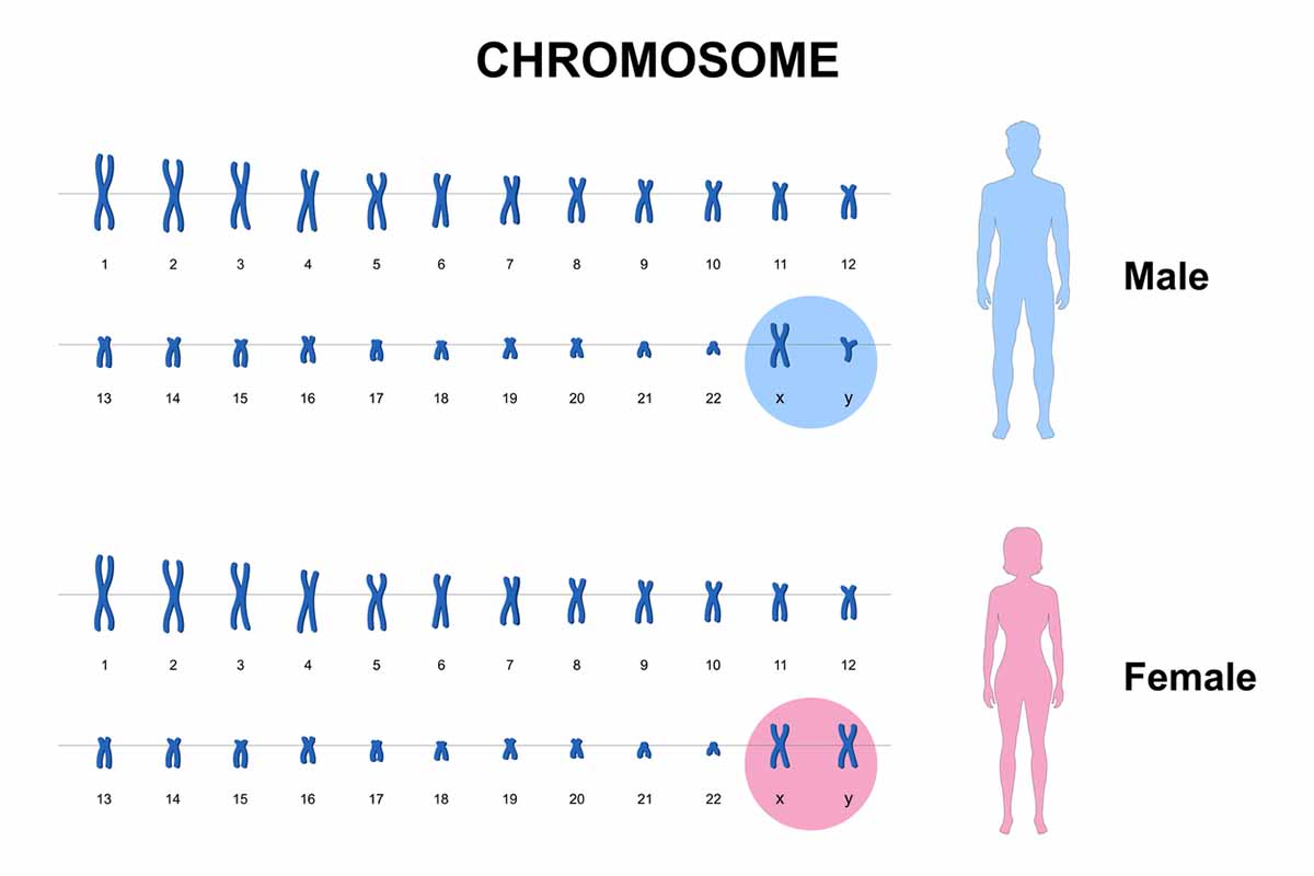 Parent Chromosomes