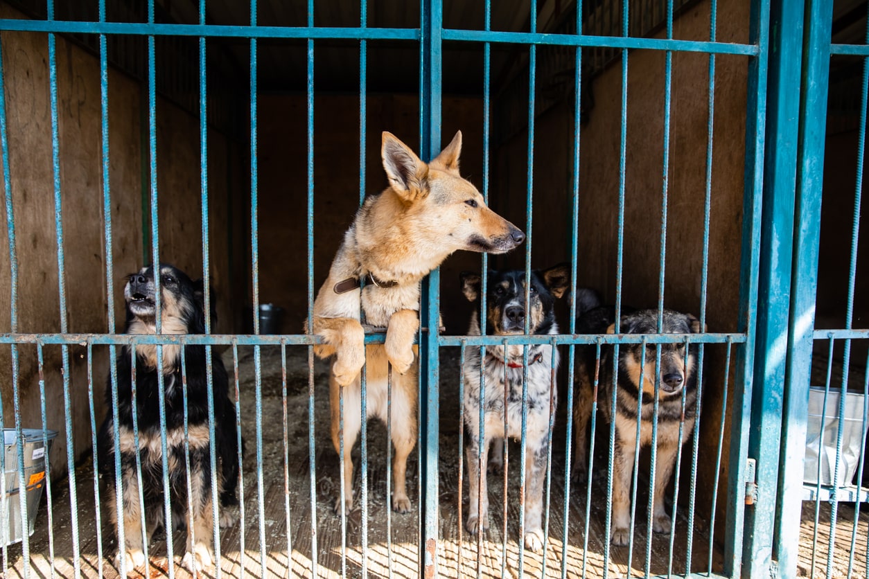 Three dogs sit behind bars in an animal shelter