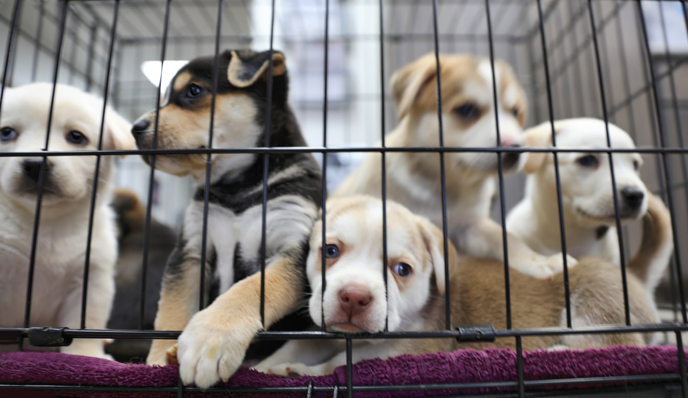 Litter of puppies in an animal shelter