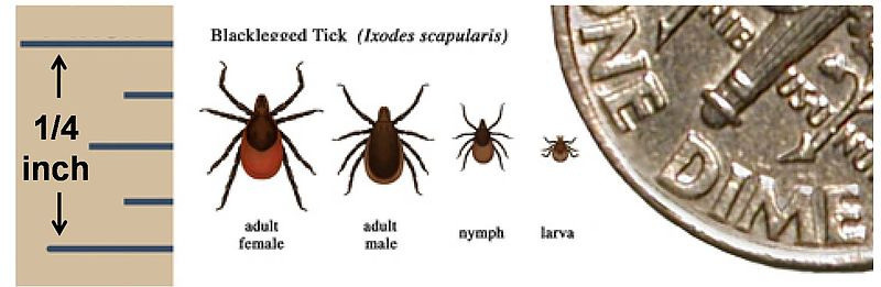 Avoiding tick-borne diseases