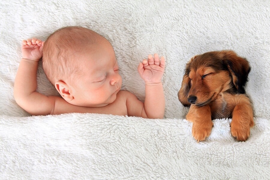 images of baby puppies