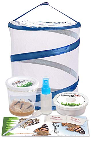 Nature Gift Store Live Butterfly Kit: Shipped with 5 Painted Lady Caterpillars Now- Pop Up Cage