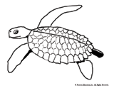 Sea Turtle Coloring Page