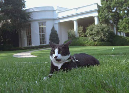 PresidentialPets,BillClinton,cat,Socks
