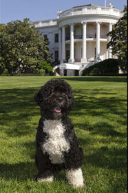 Bo - President Barack Obama's Dog