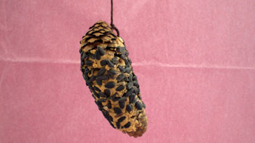 Pine Cone Bird Feeder