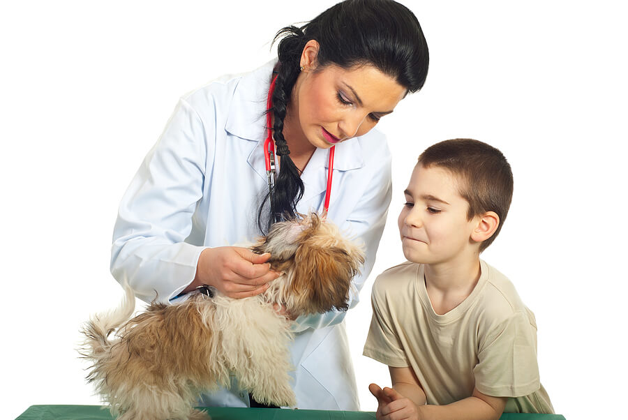 Tips for Learning Outside of School, Boy shadowing veterinarian for learning experience out of school