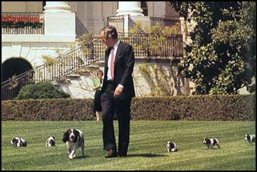 PresidentialPets,GeorgeH.W.Bush,dog,Millie
