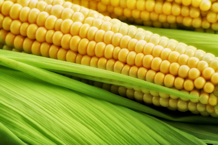 Corn on the cob in husk