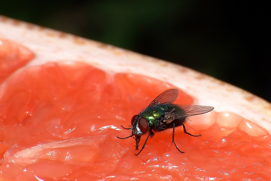 Summer Science for Kids, Black fly on a piece of fruit as backyard science