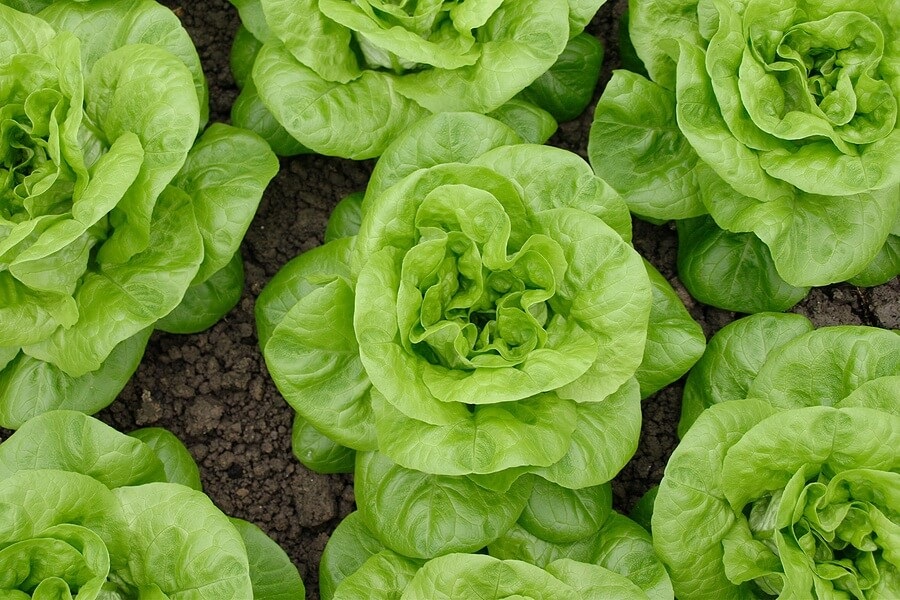 Heads of lettuce in a garden