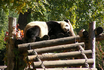 For the Kids: Beijing Zoo