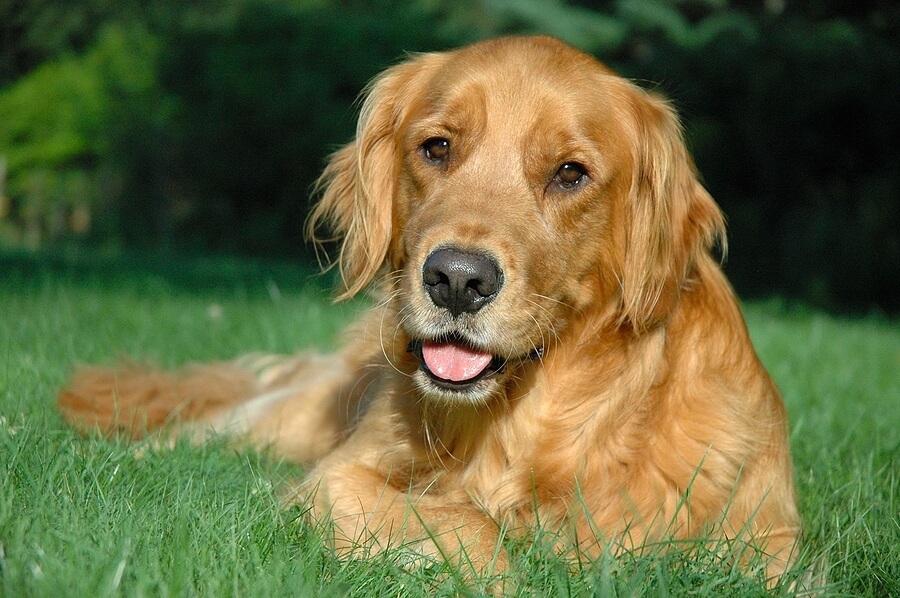 Golden Retriever laying in grass looking at camera