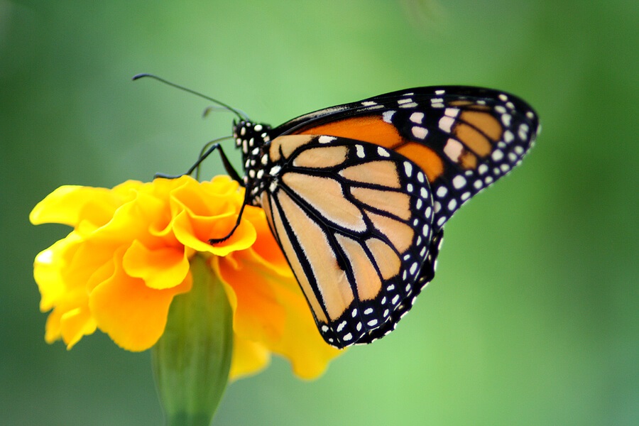 Summer Science for Kids, Butterfly on a piece of fruit observed as science activity