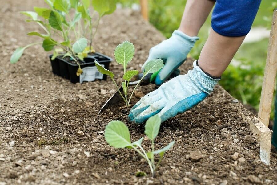 Gardening