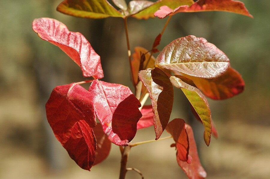 Close up of poison oak plant
