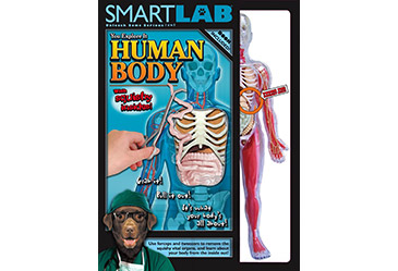 human body model toy for kids