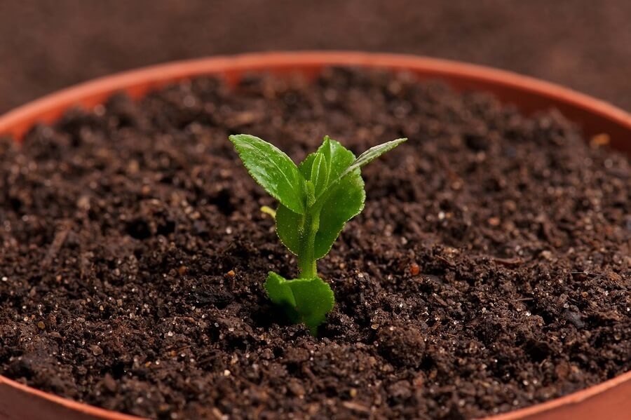 Young plant in soil