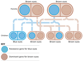 Baby Eye Chart