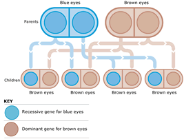 Gene Dominance Chart