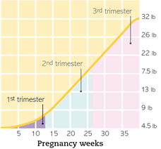 You Are 7 Weeks And 1 Day Pregnant Familyeducation