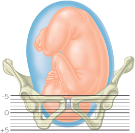 Baby Head Engaged Chart