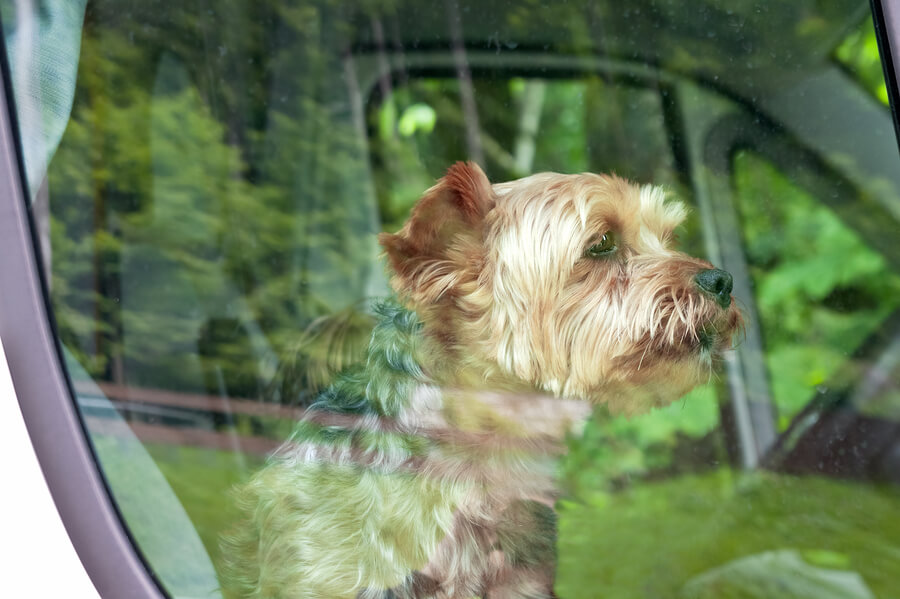 dog in hot car