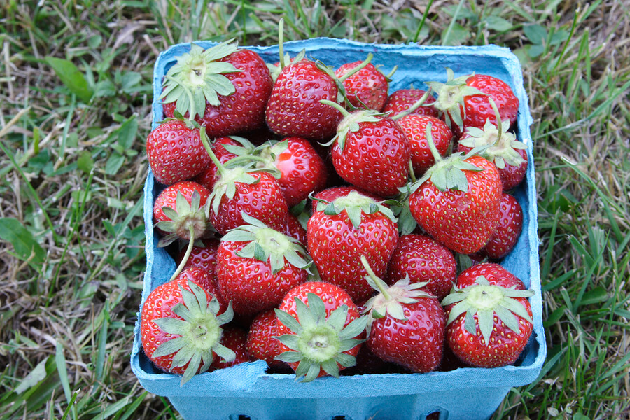 fresh strawberries, fruits