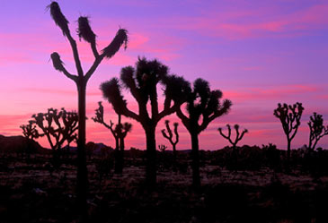 California,JoshuaTree