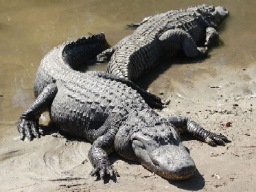 jqadamsalligator