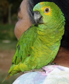 marthawashingtonparrot