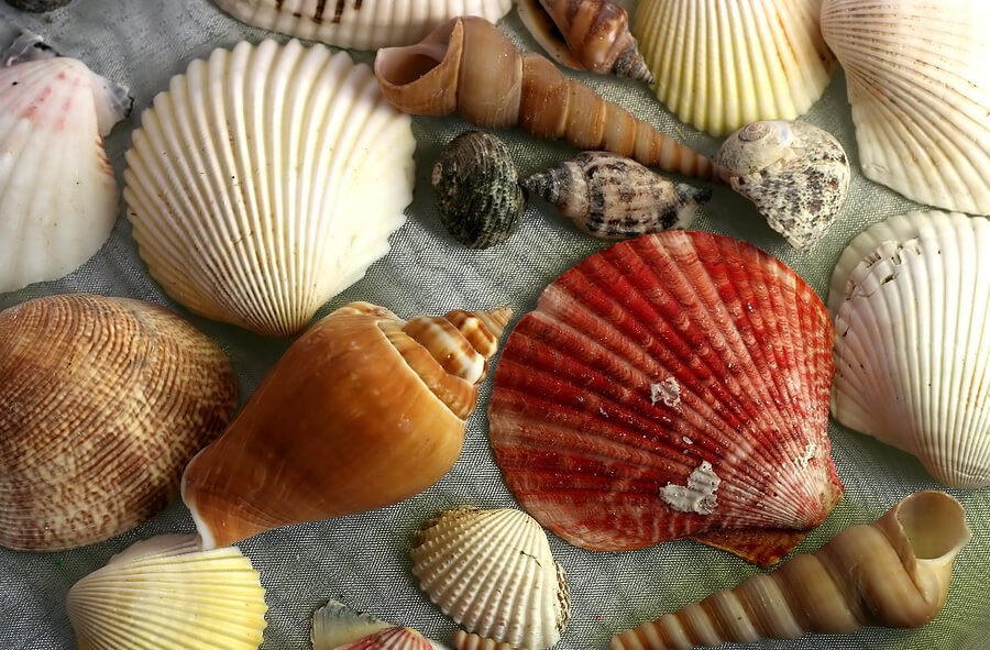 prettyseashells