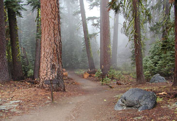 California,RedwoodPark