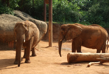 Southeast,ZooAtlanta,Georgia