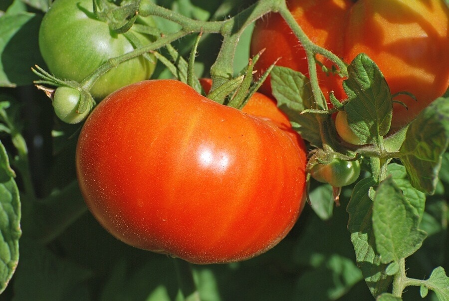 Close up of tomatoes on a vine I ngarden