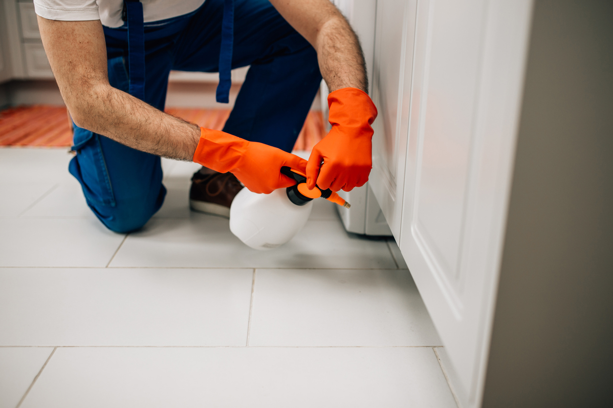 man in gloves uses chemicals to clean house of infestation