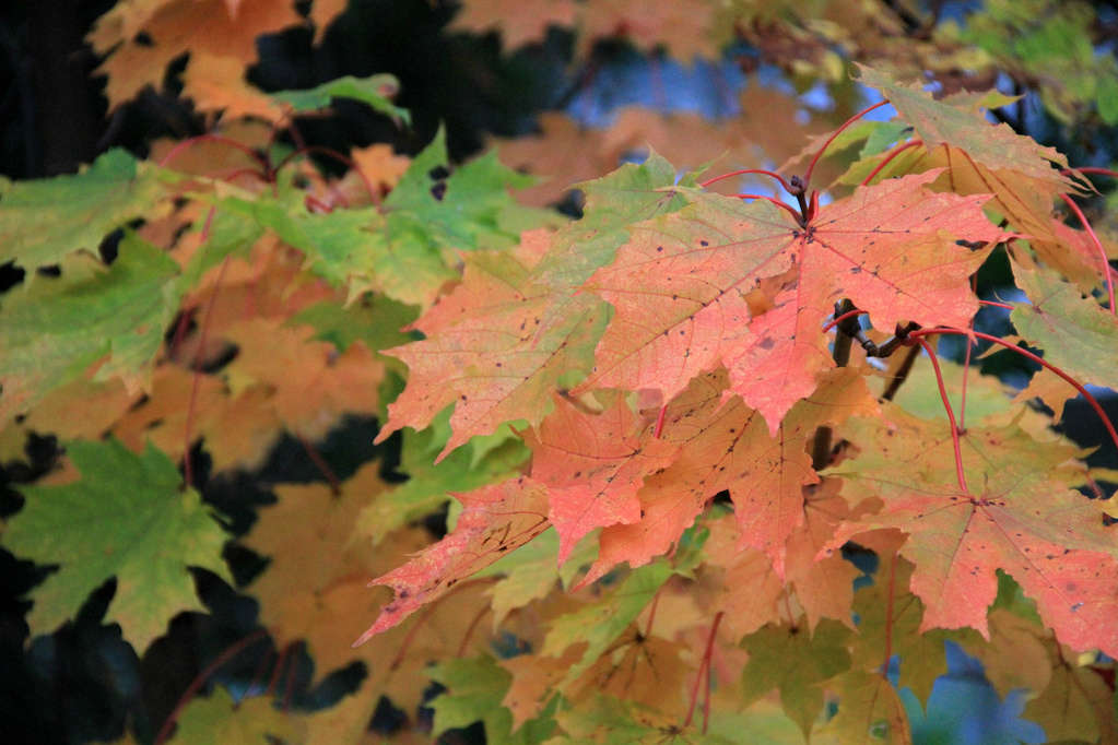 6 Common Seasonal Allergies in Kids - Maple Trees