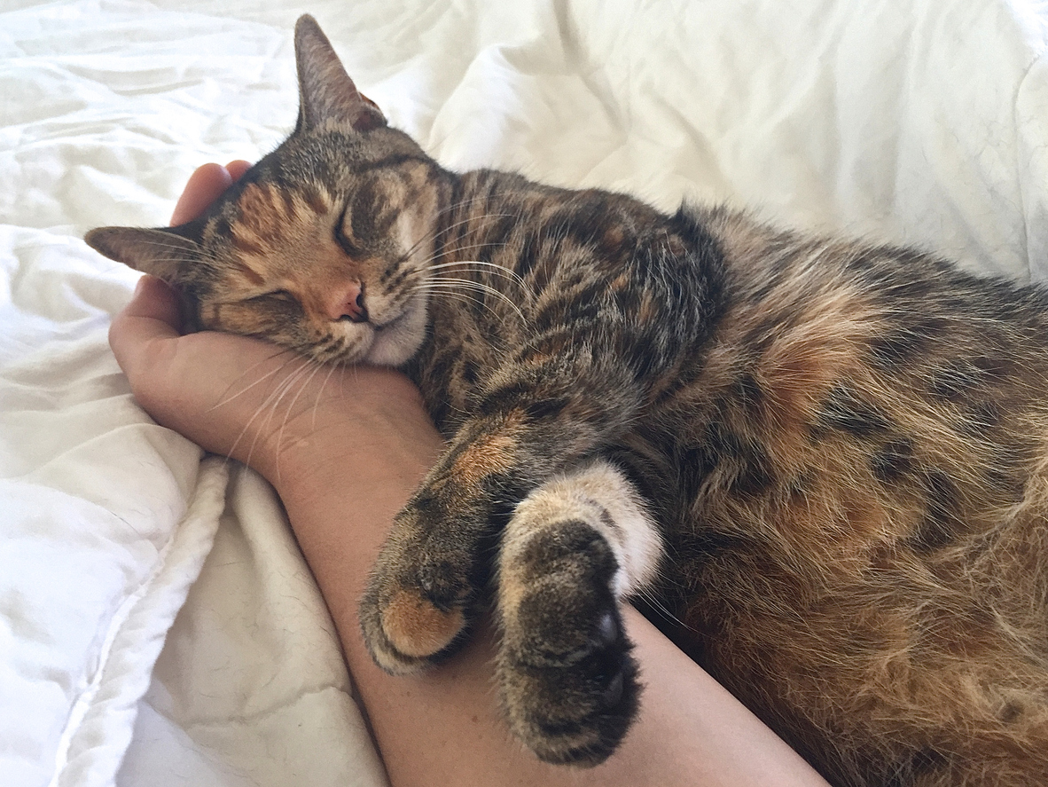 Tabby Cat in Bed Sleeping in arms of Pet Sitter