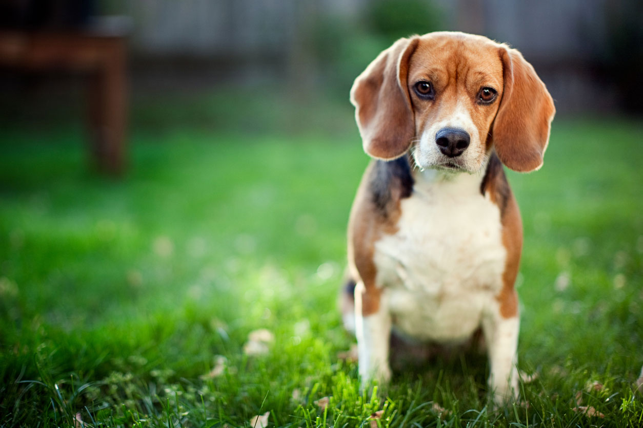 beagle dog in grass