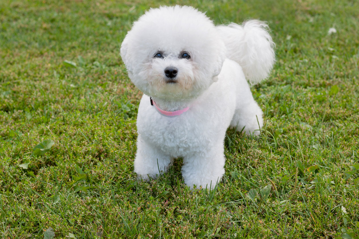 bichon frise dog in grass