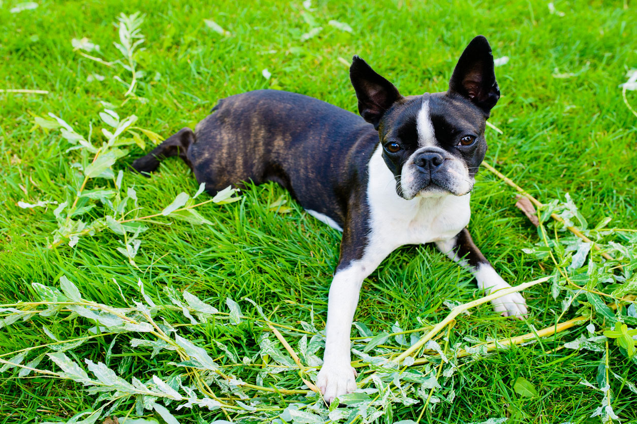 Boston terrier dog in grass