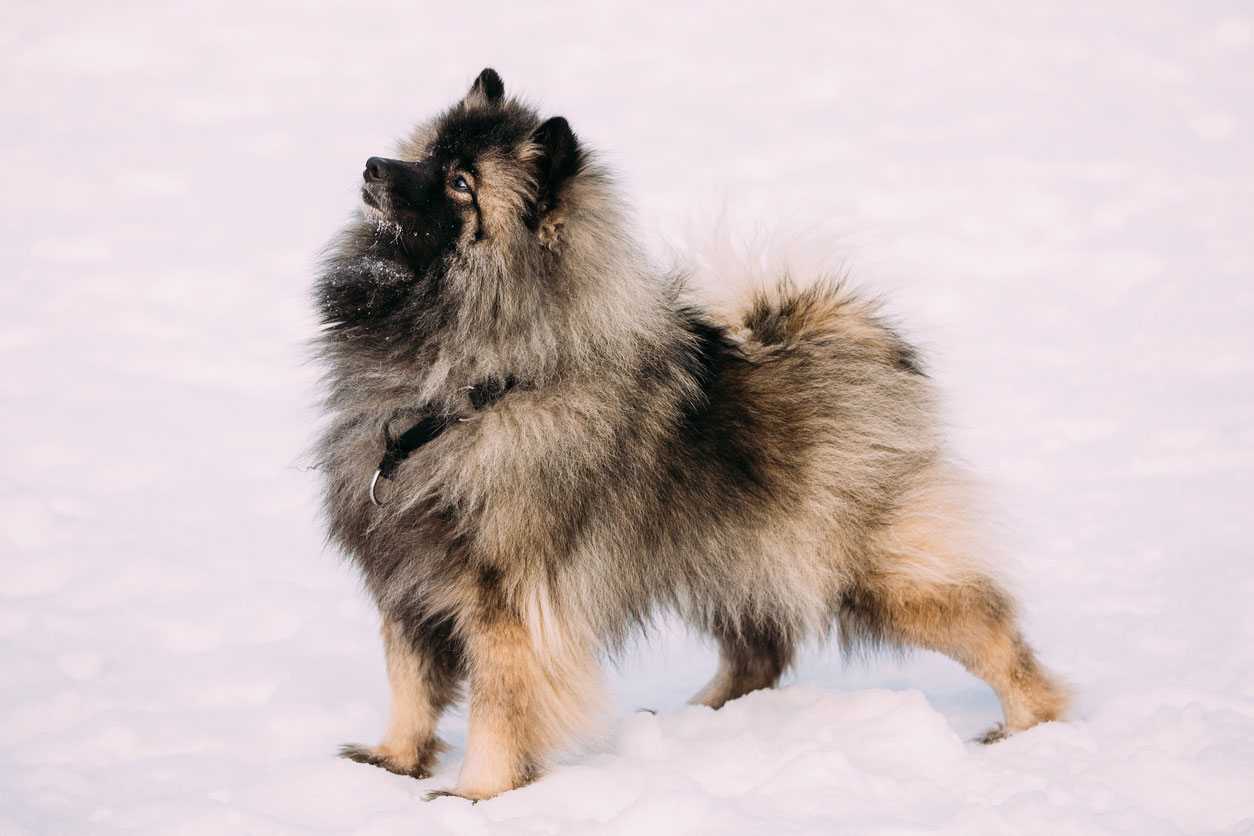 Keeshond dog in snow