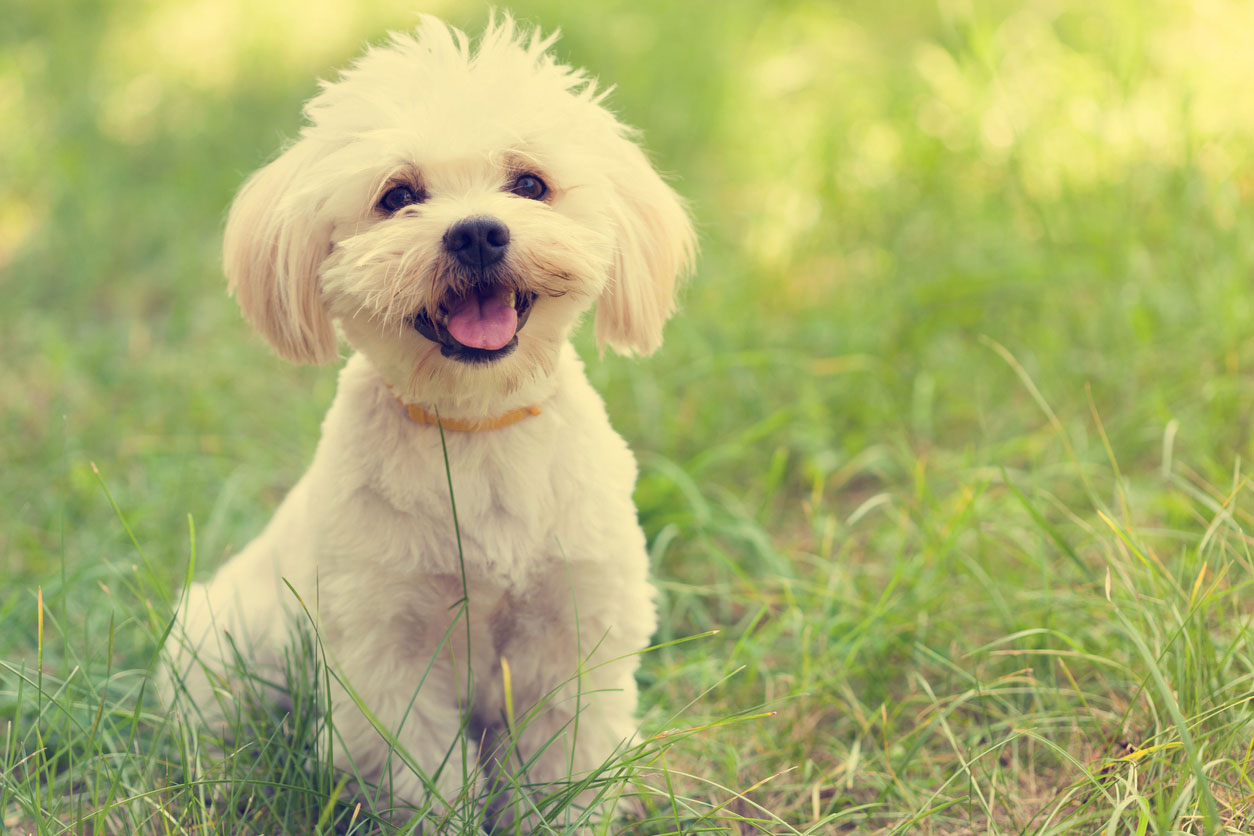 maltese dog in grass