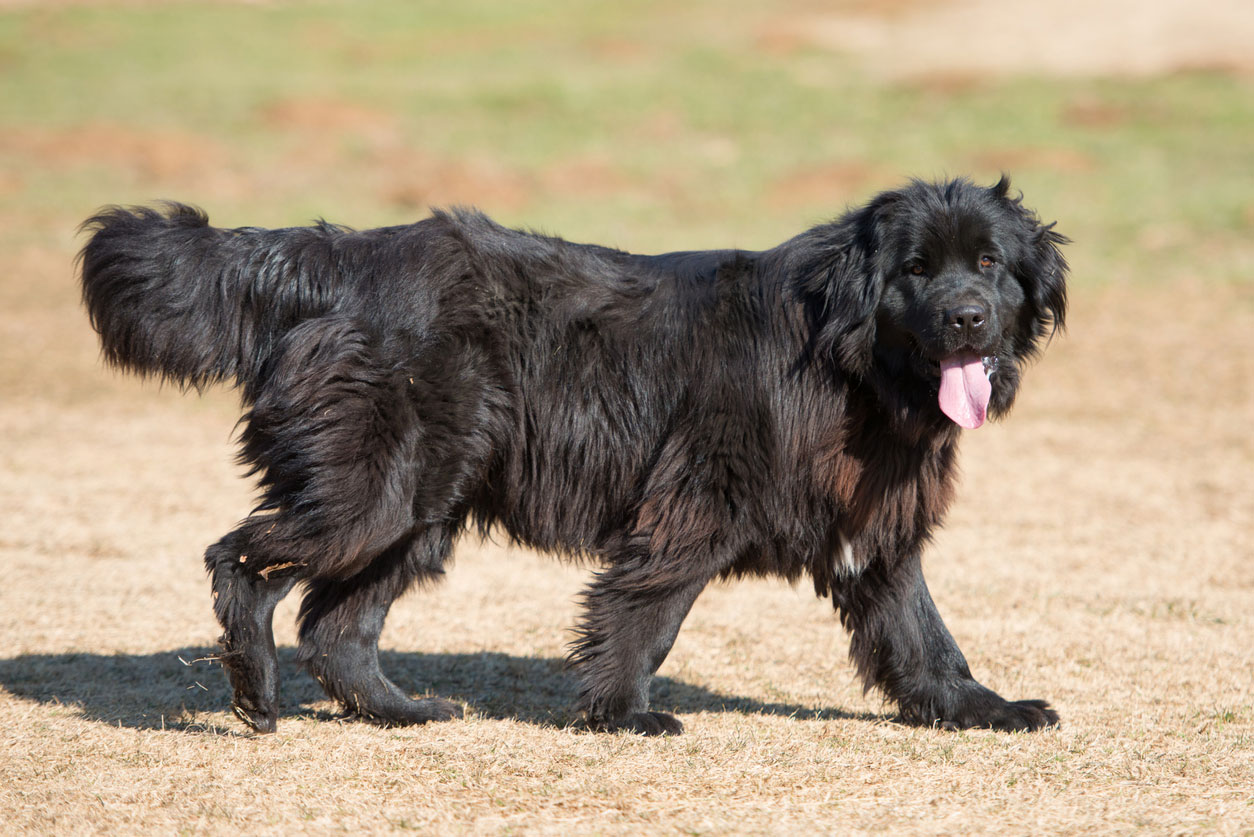 newfoundland dog outside