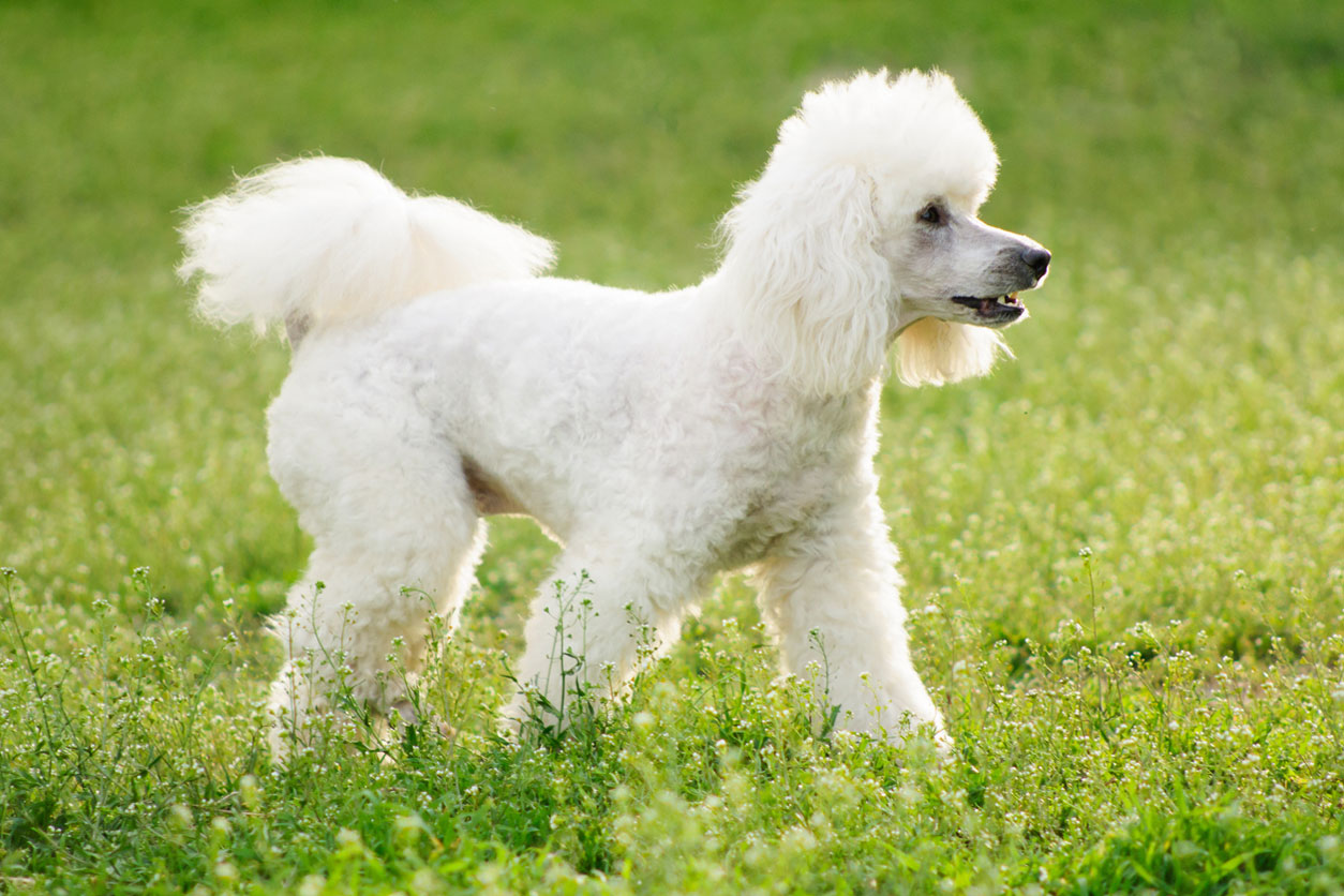 poodle in grass