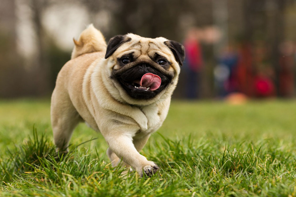 pug dog in grass