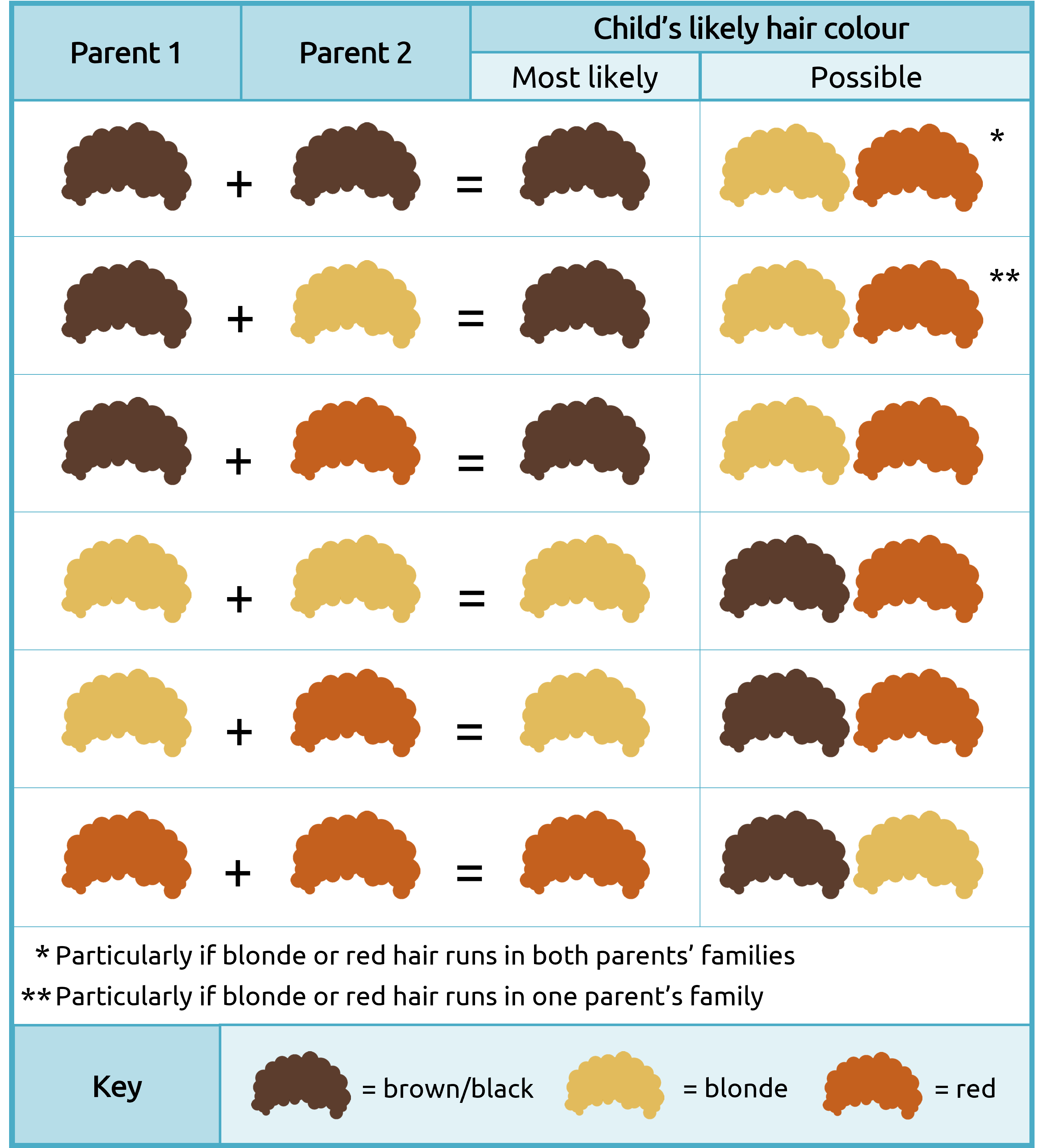 Hair Color Genetics Probability Chart