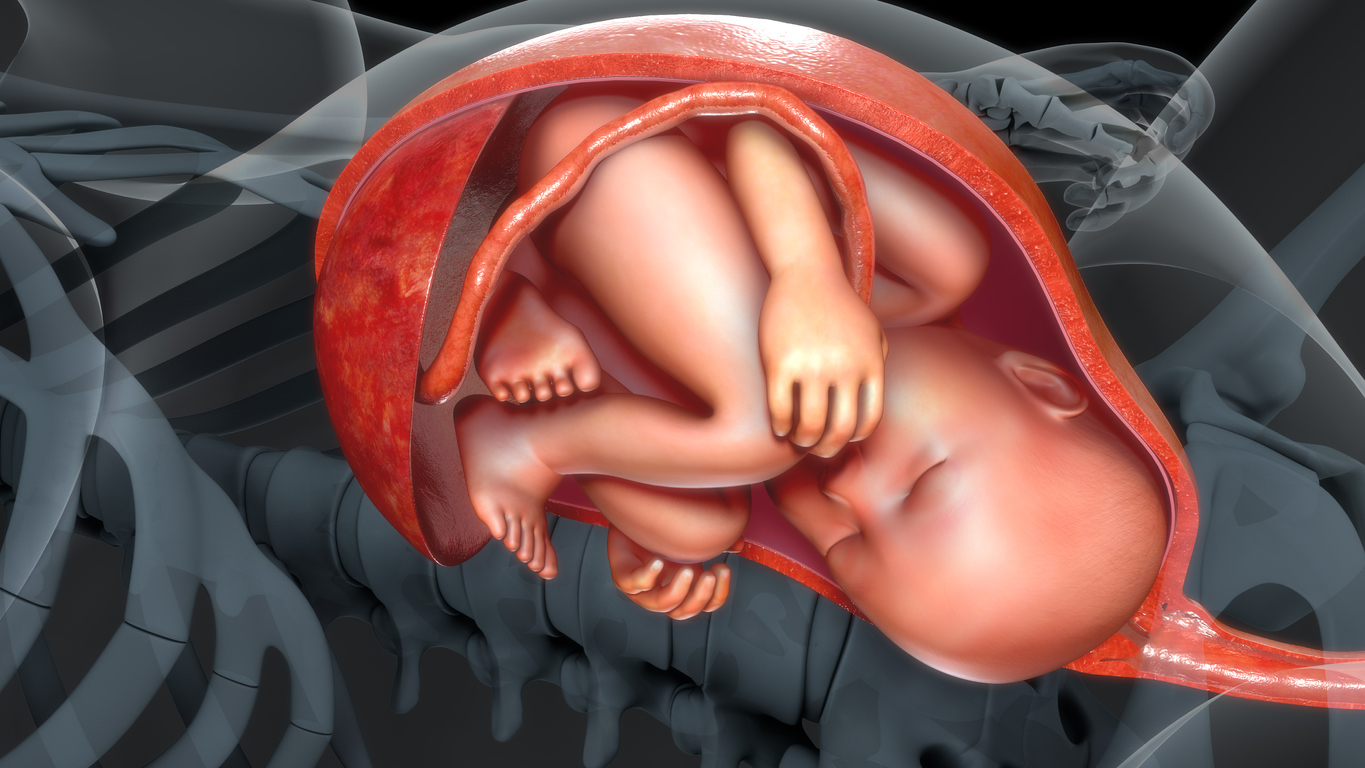 Baby in womb stock photo