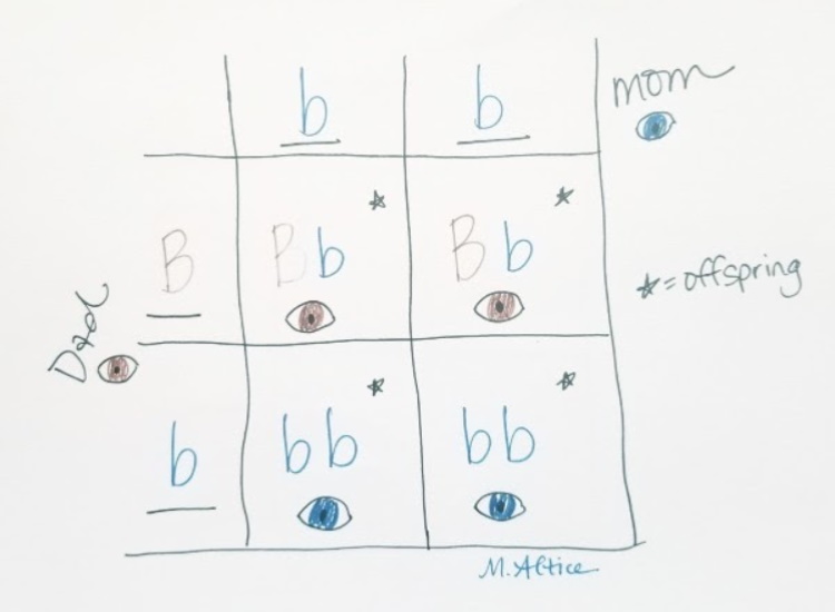 Punnett Squares example for child with blue eyes